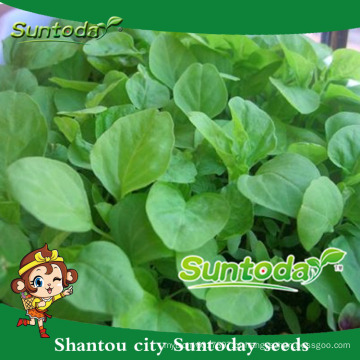 Suntoday vegetal chinês F1 Orgânico cos imagens granel orgânicas sementes de amaranto verde (32001)